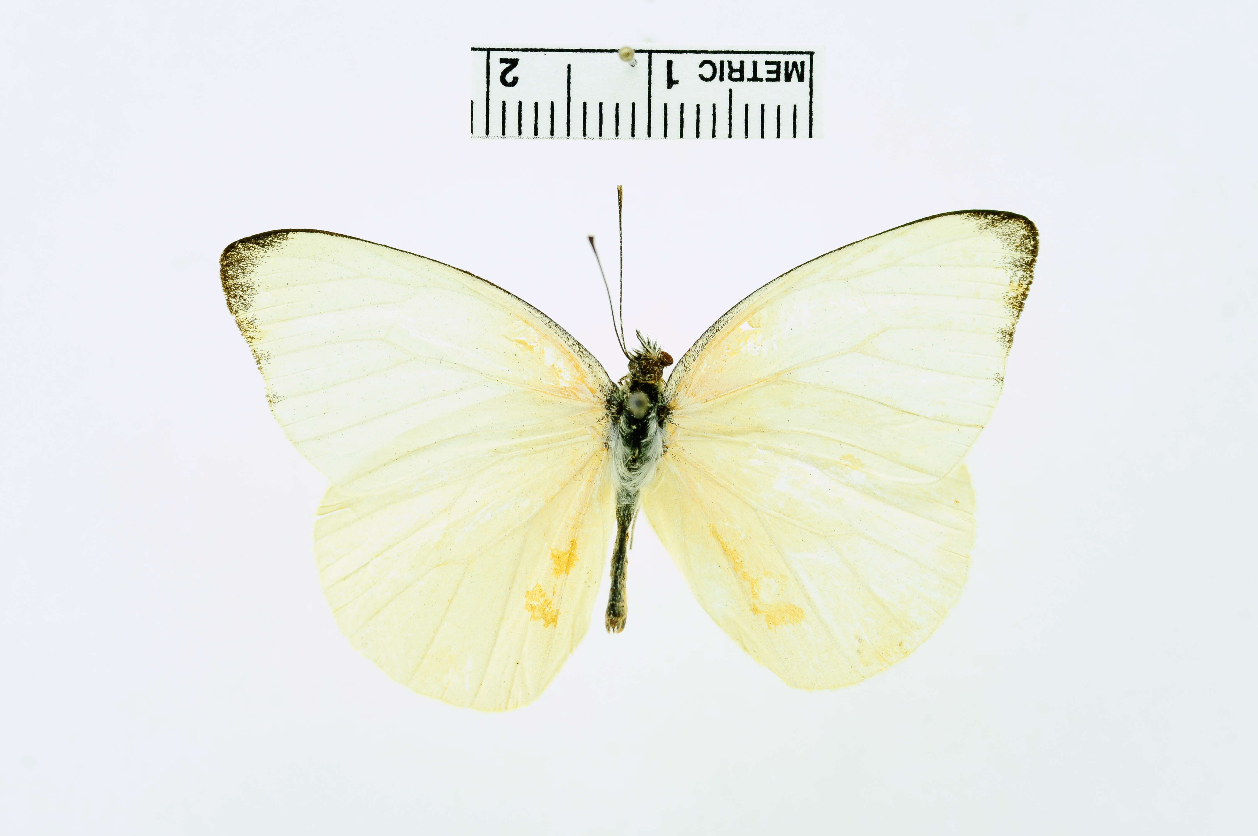 Image of Pieris Hübner 1819