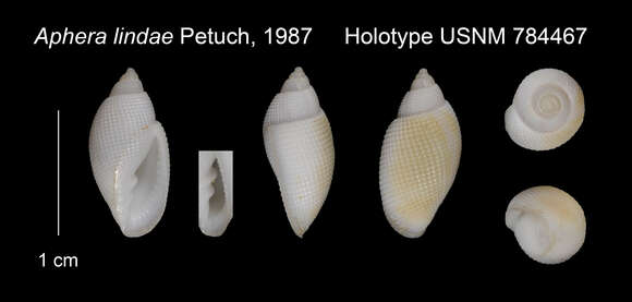 صورة Aphera lindae Petuch 1987