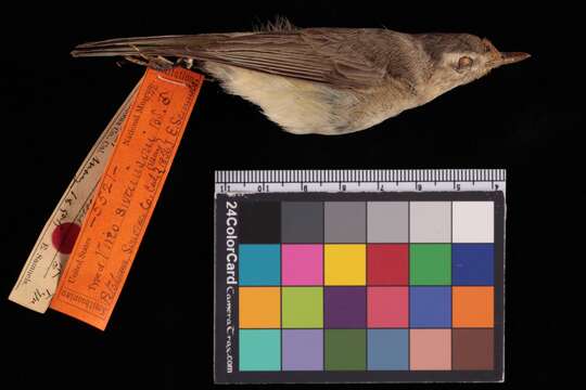 Image of Vireo gilvus swainsoni Baird & SF 1858