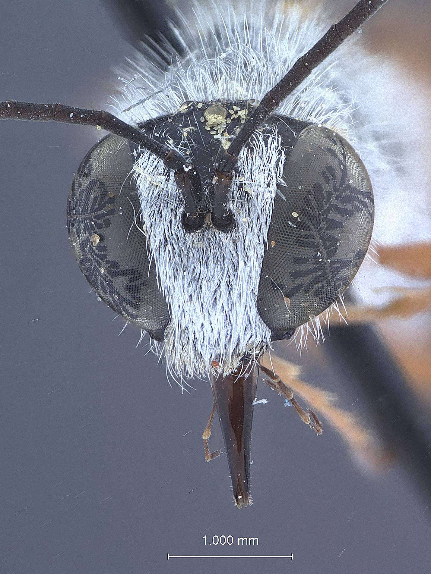 Image de Ammophila moenkopi Menke 1967