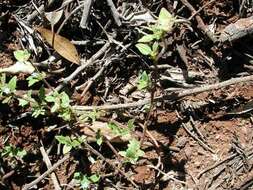 Image of tropical Mexican clover