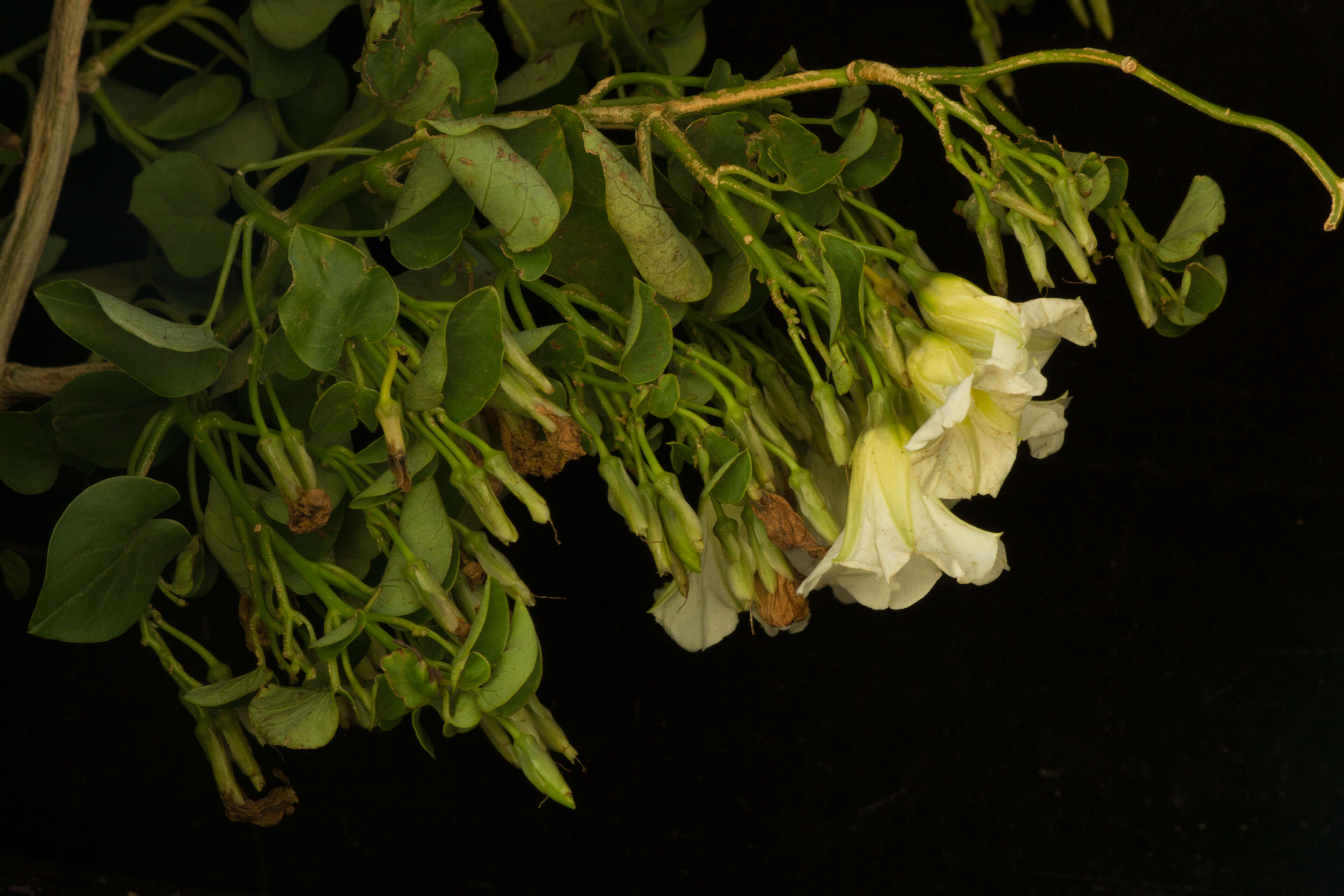 Image of Christmas vine