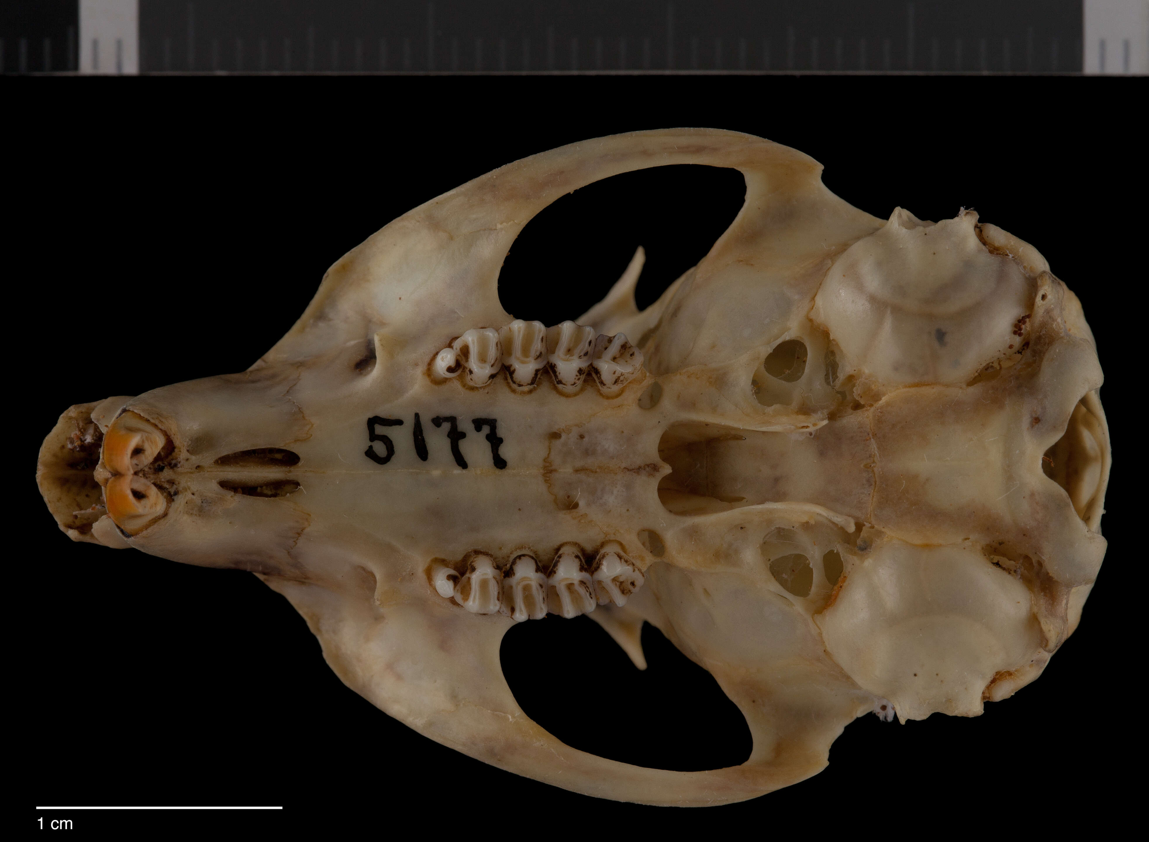 Callospermophilus lateralis cinerascens (Merriam 1890) resmi