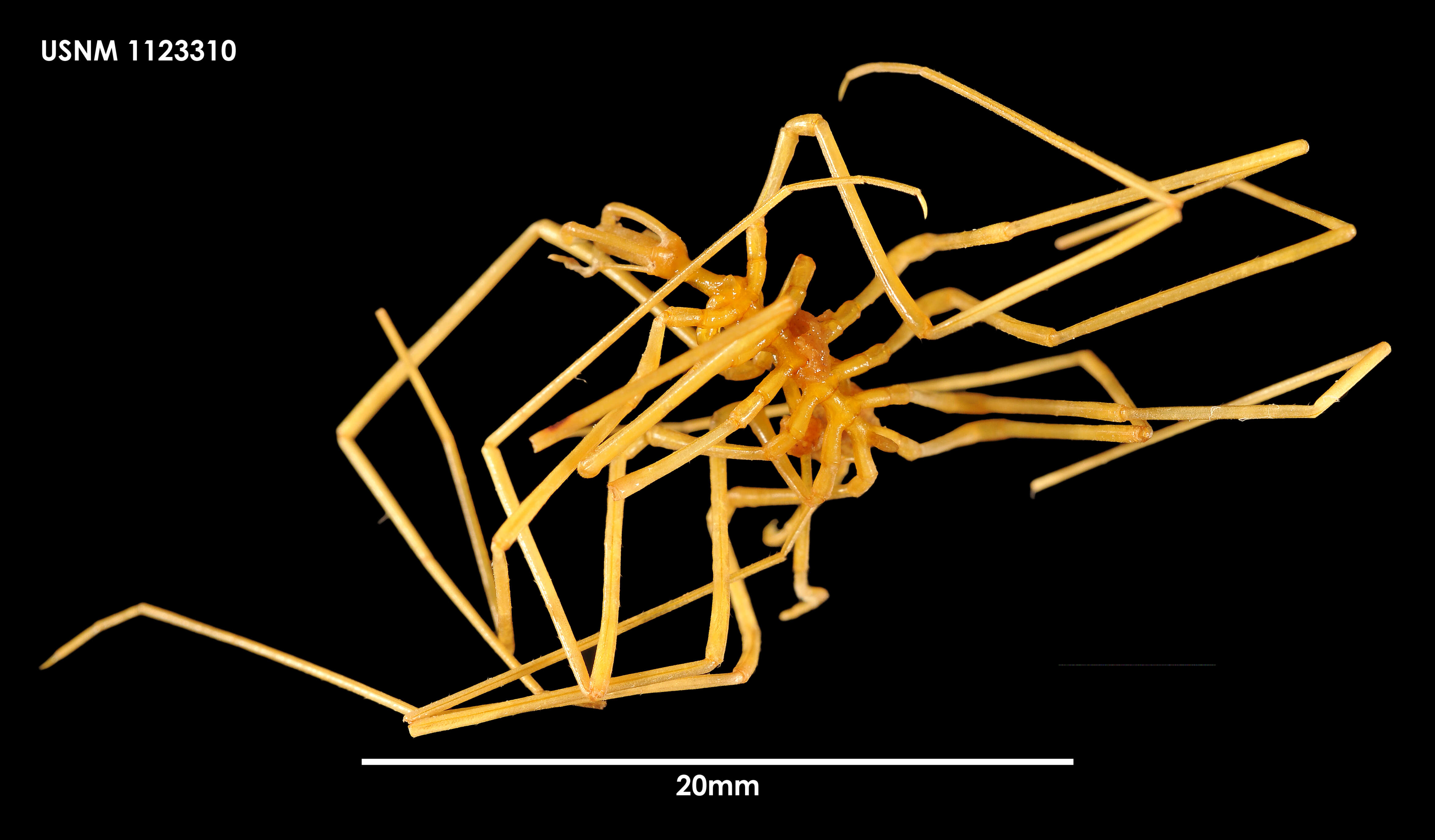 Image of Sexanymphon mirabilis Hedgpeth & Fry 1964