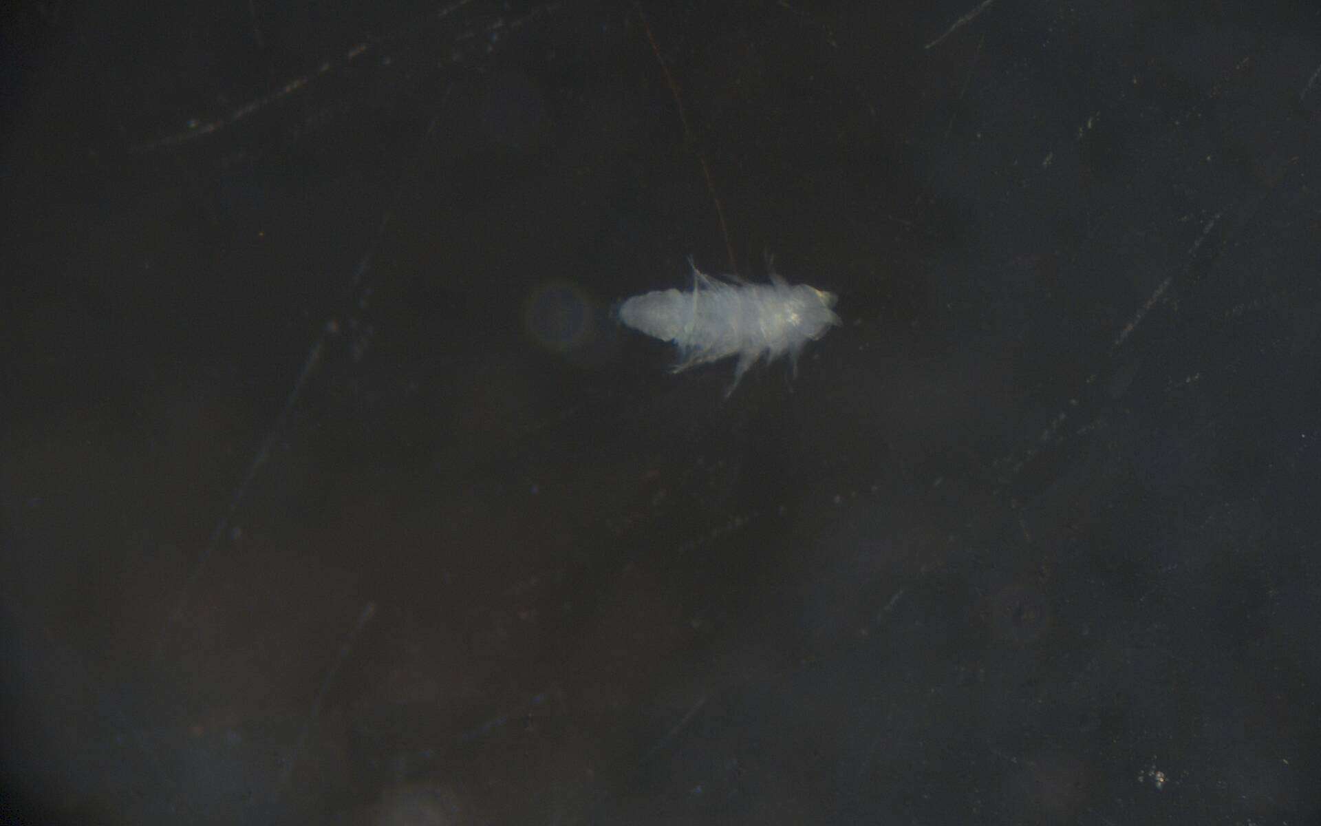 Image of Glyceridae