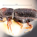 Image of Pseudopityophthorus gracilis Blackman 1921