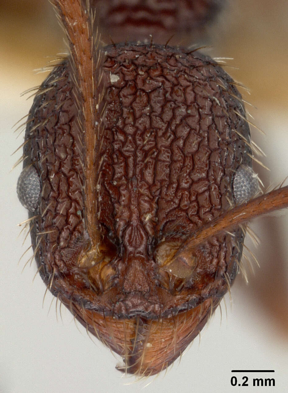 Image of Aphaenogaster relicta epinotalis Wheeler & Mann 1914