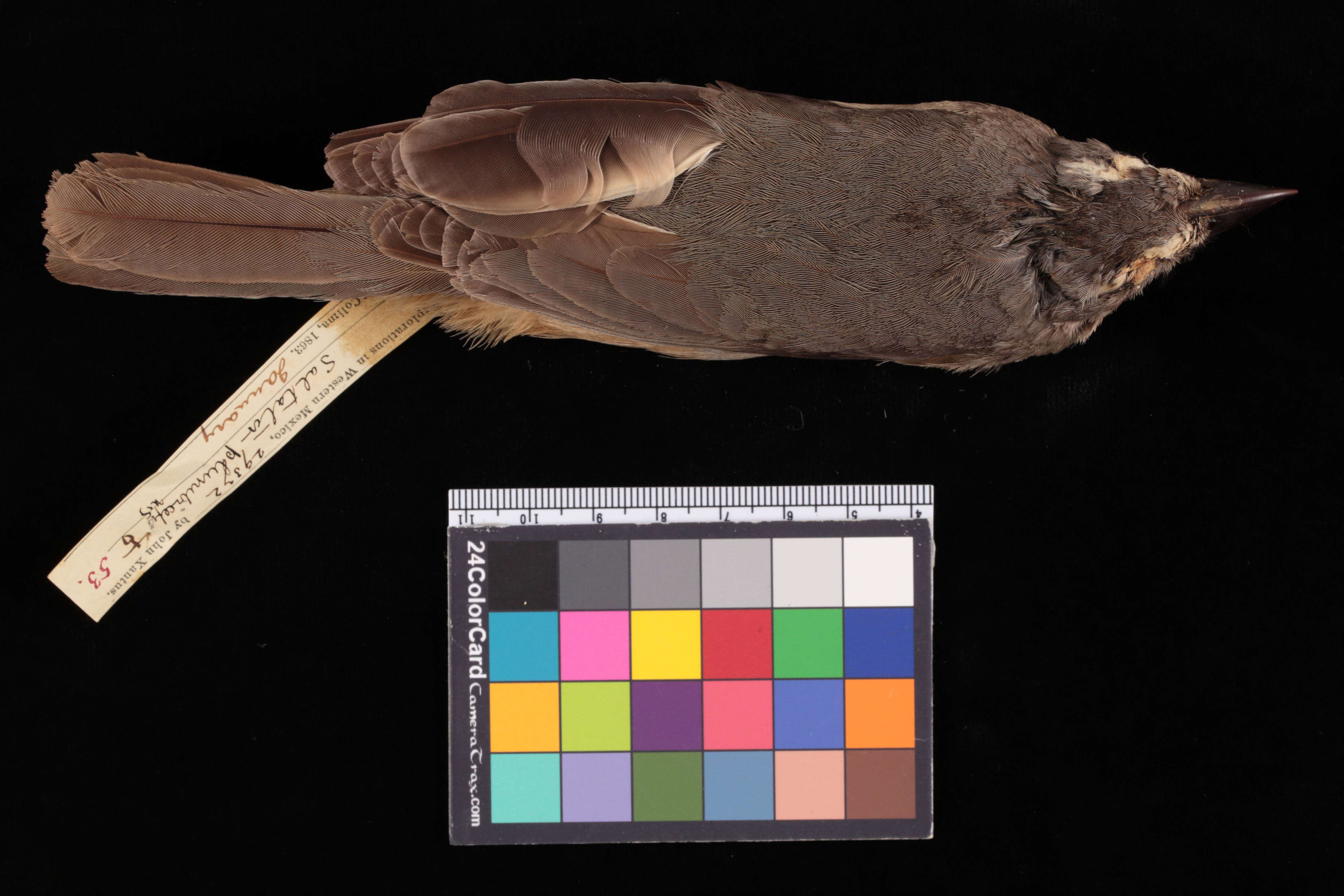 Saltator coerulescens plumbiceps Baird & SF 1867的圖片