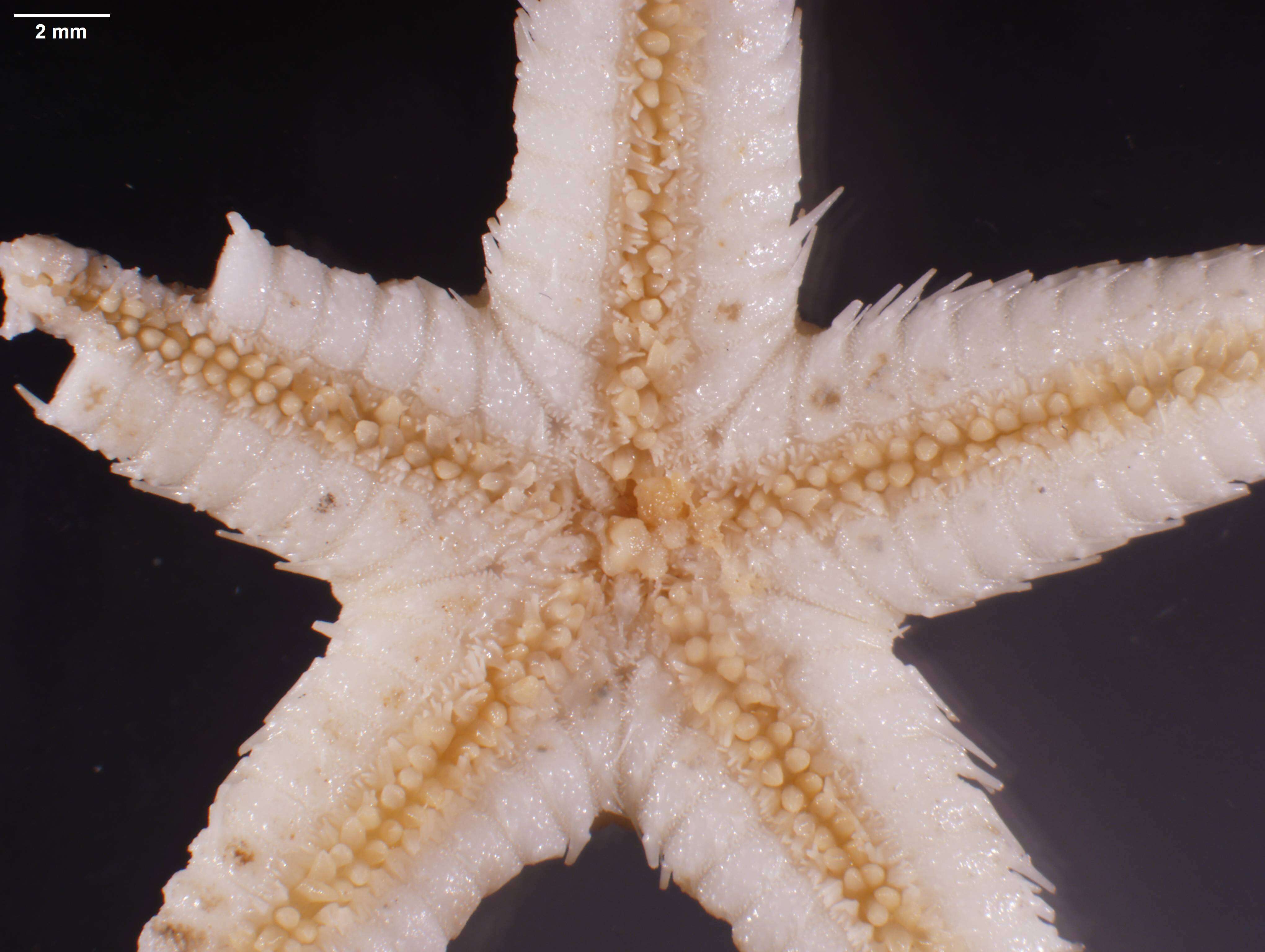 Image of Astropecten cingulatus Sladen 1883