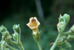 Imagem de Rhytidophyllum auriculatum Hook.