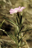 Image of Santa Fe phlox