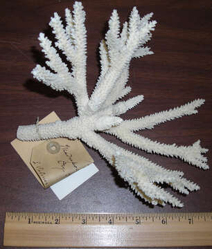 Image of Eight-ray finger coral