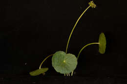 Image of largeleaf pennywort