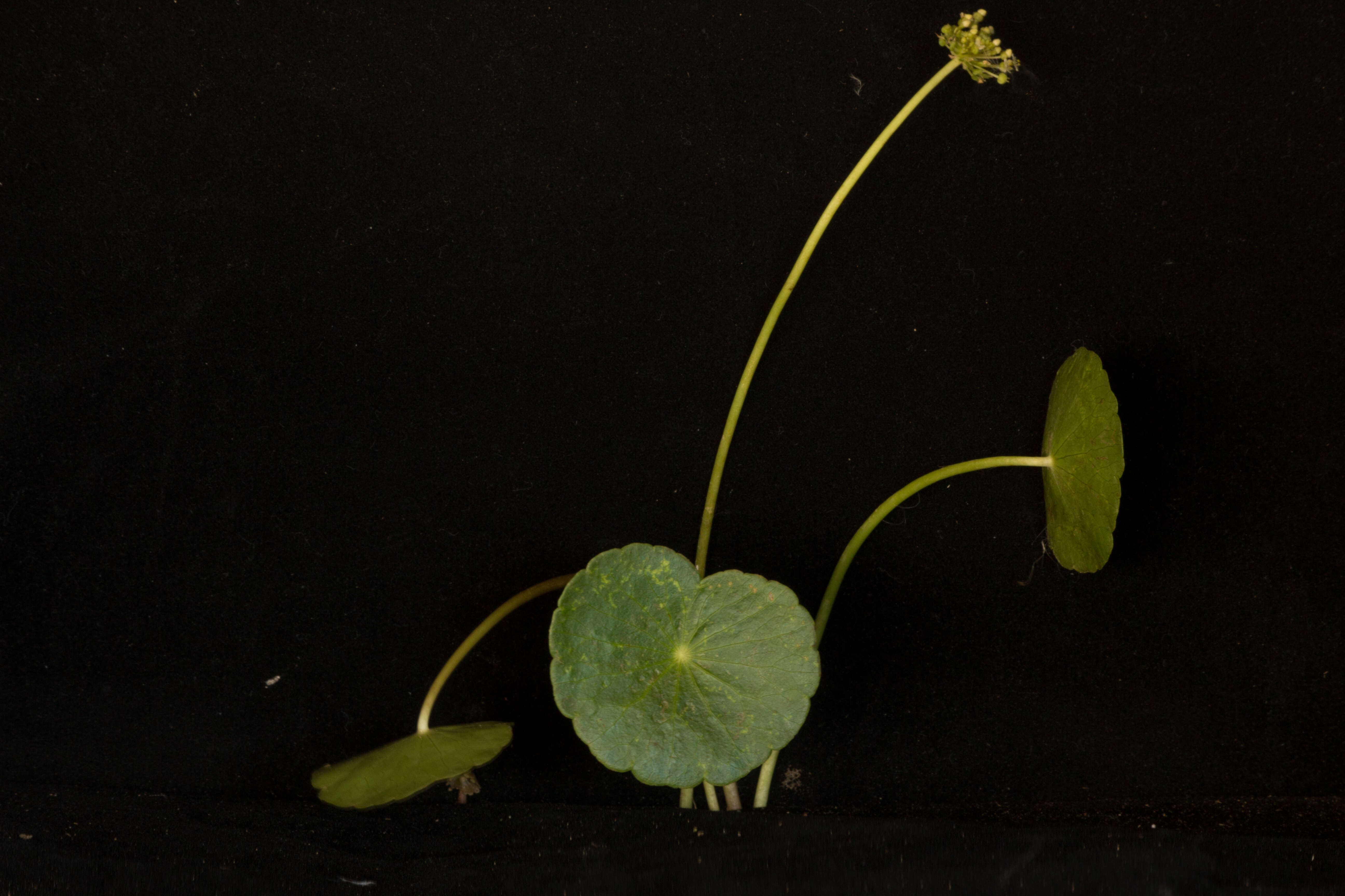 Image of largeleaf pennywort