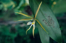 Image of Night scented orchid