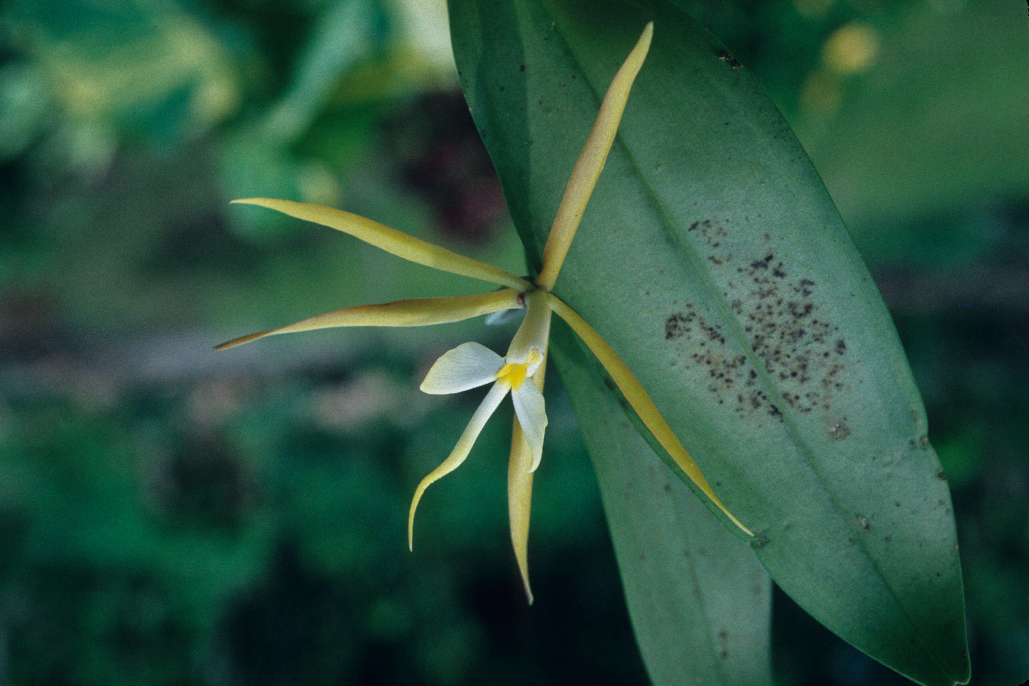 Image of Night scented orchid