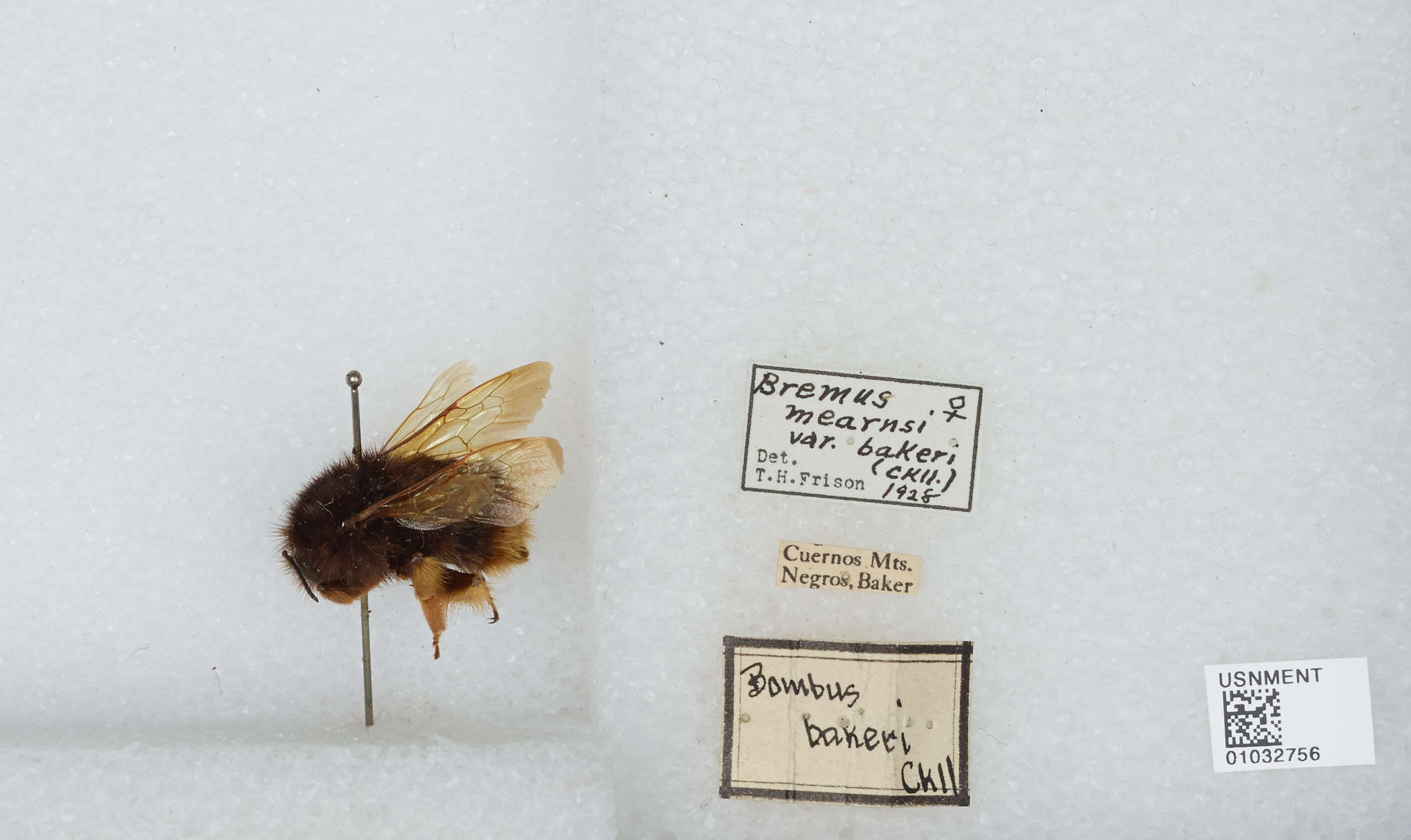 Image of Bombus flavescens Smith 1852