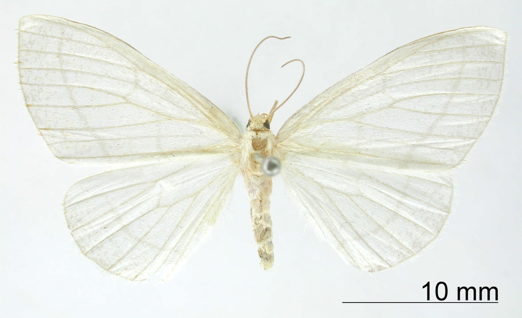 Image of Leuculopsis approximans Dognin 1904