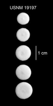 Image of Deltocyathus pourtalesi Cairns 1979