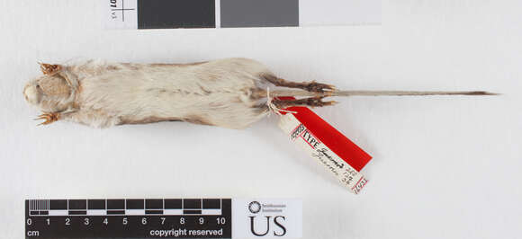 Image of Mexican spiny pocket mouse