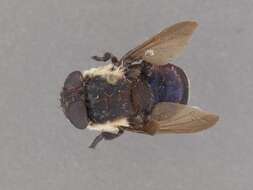 Image of Mouse Bot Fly