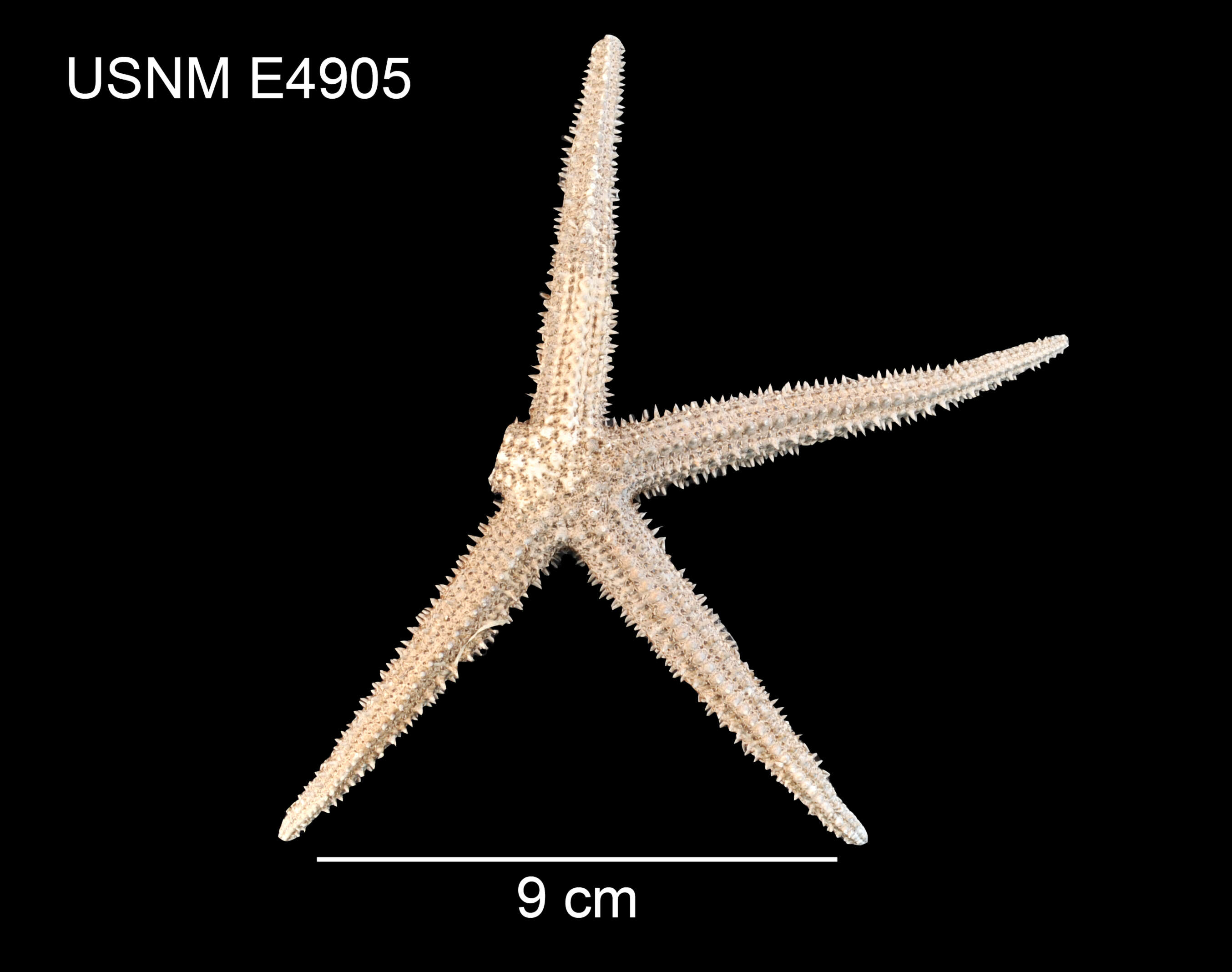 Image of Myxoderma longispinum (Ludwig 1905)