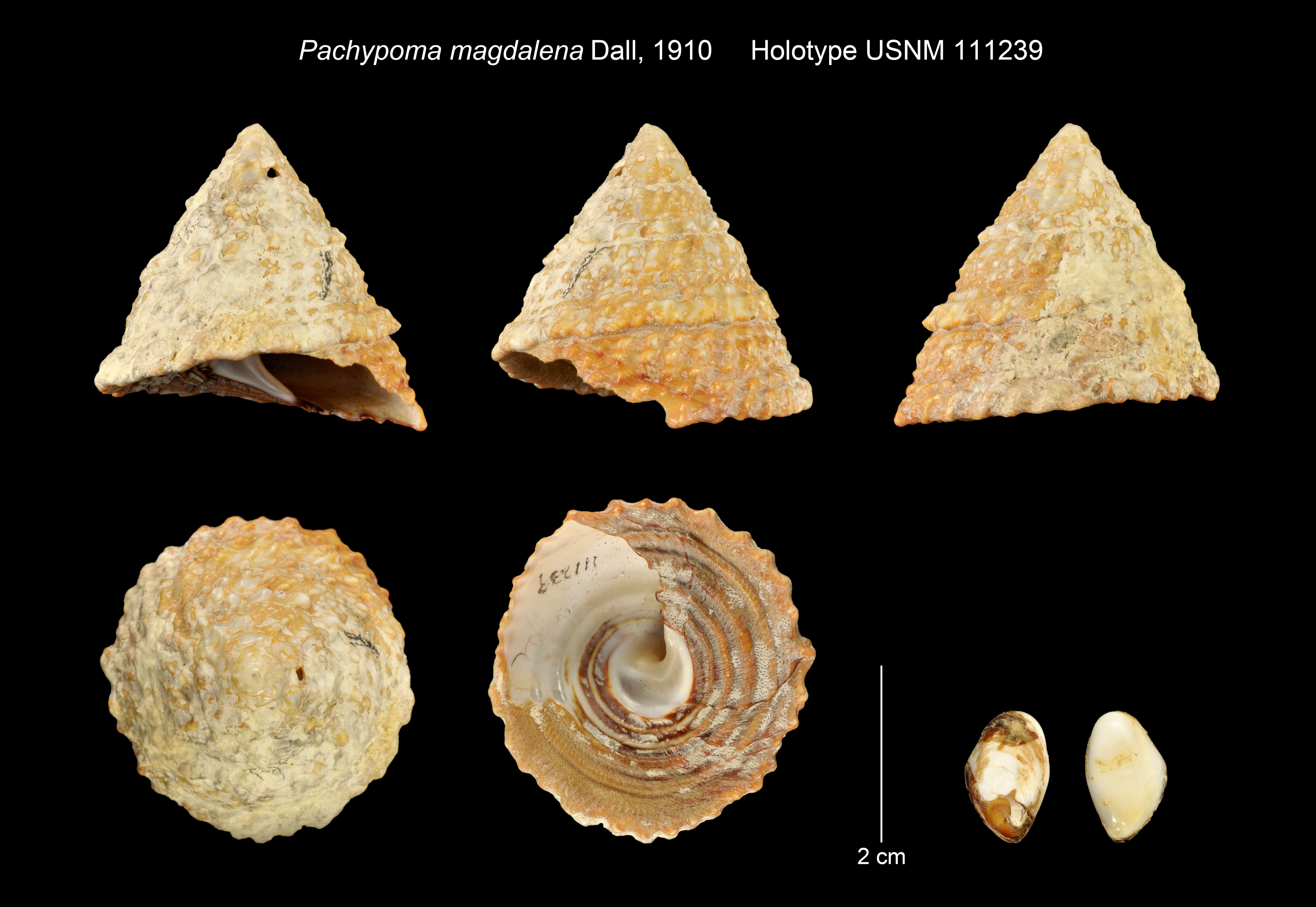 Pachypoma magdalena Dall的圖片