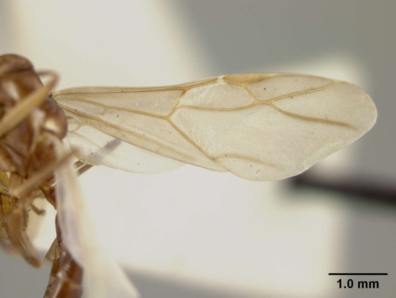 Plancia ëd Camponotus laminatus levuanus Mann 1921