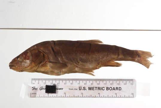 Image of Headwater Chub