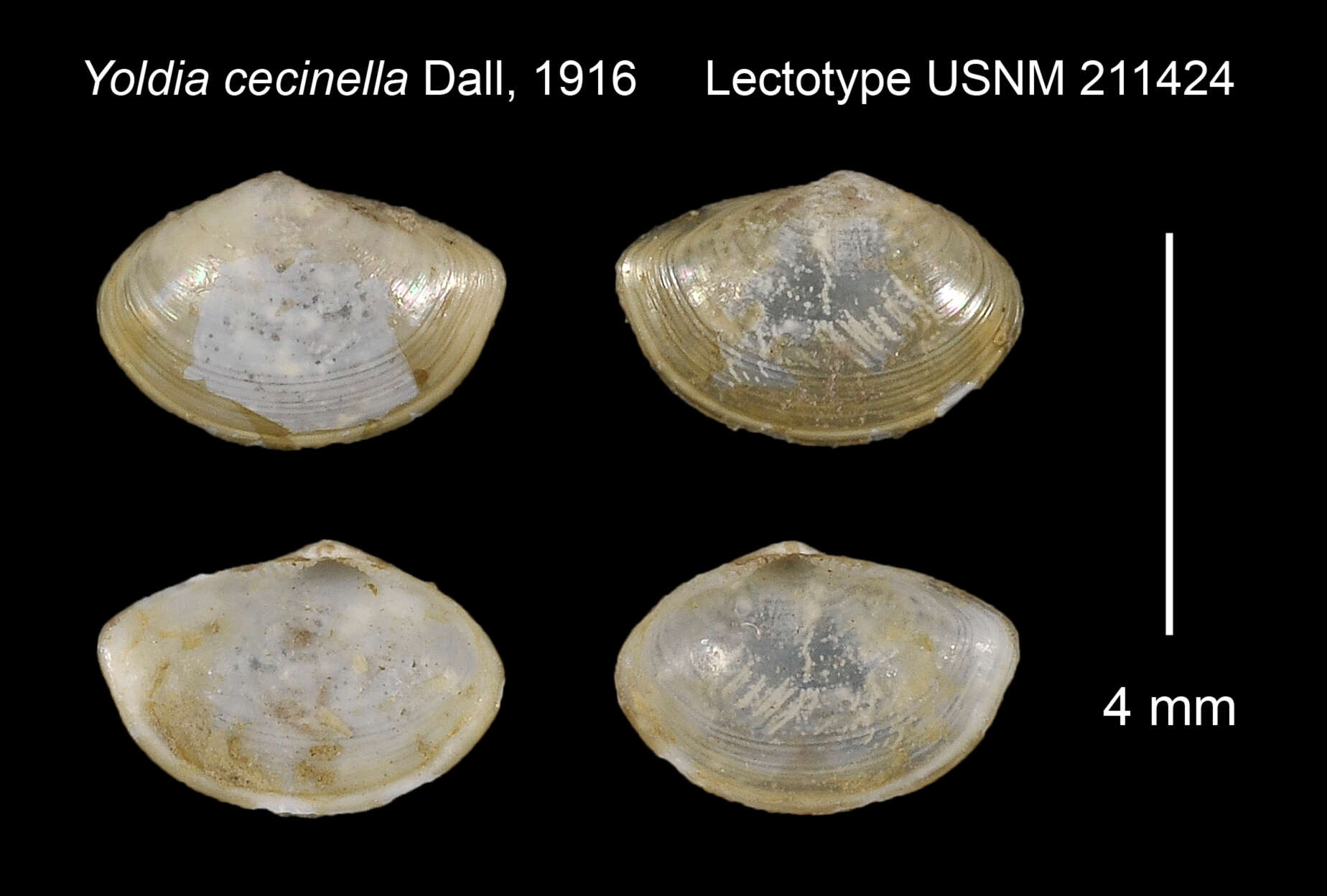 Image of Yoldiella cecinella (Dall 1916)