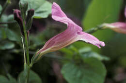 Image of Chinese violet