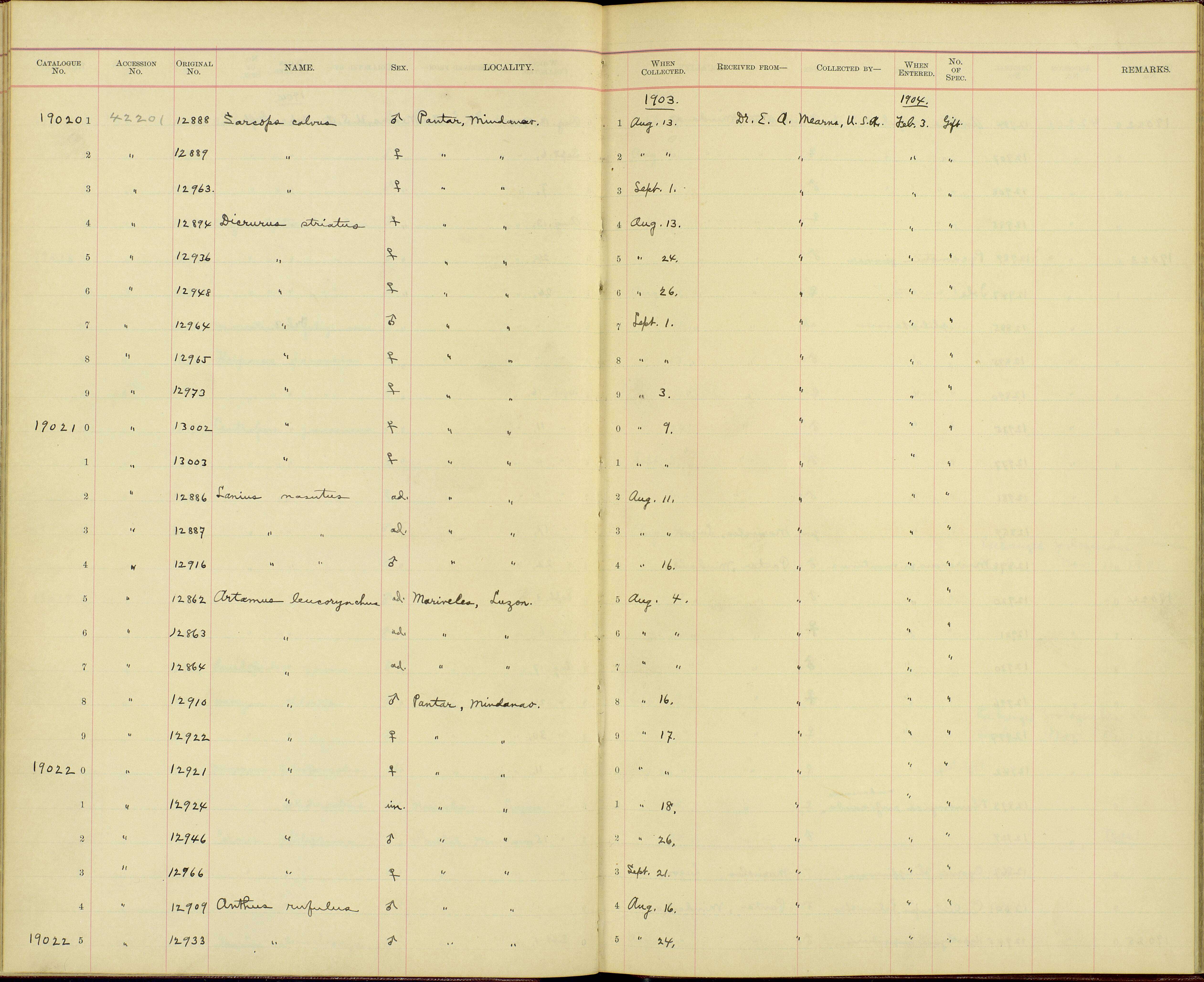 Sivun <i>Dicrurus hottentottus striatus</i> Tweeddale 1877 kuva