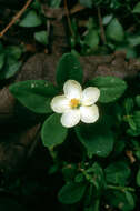 Image of Ceylon spinach
