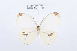 Image of Nepheronia pharis (Boisduval 1836)