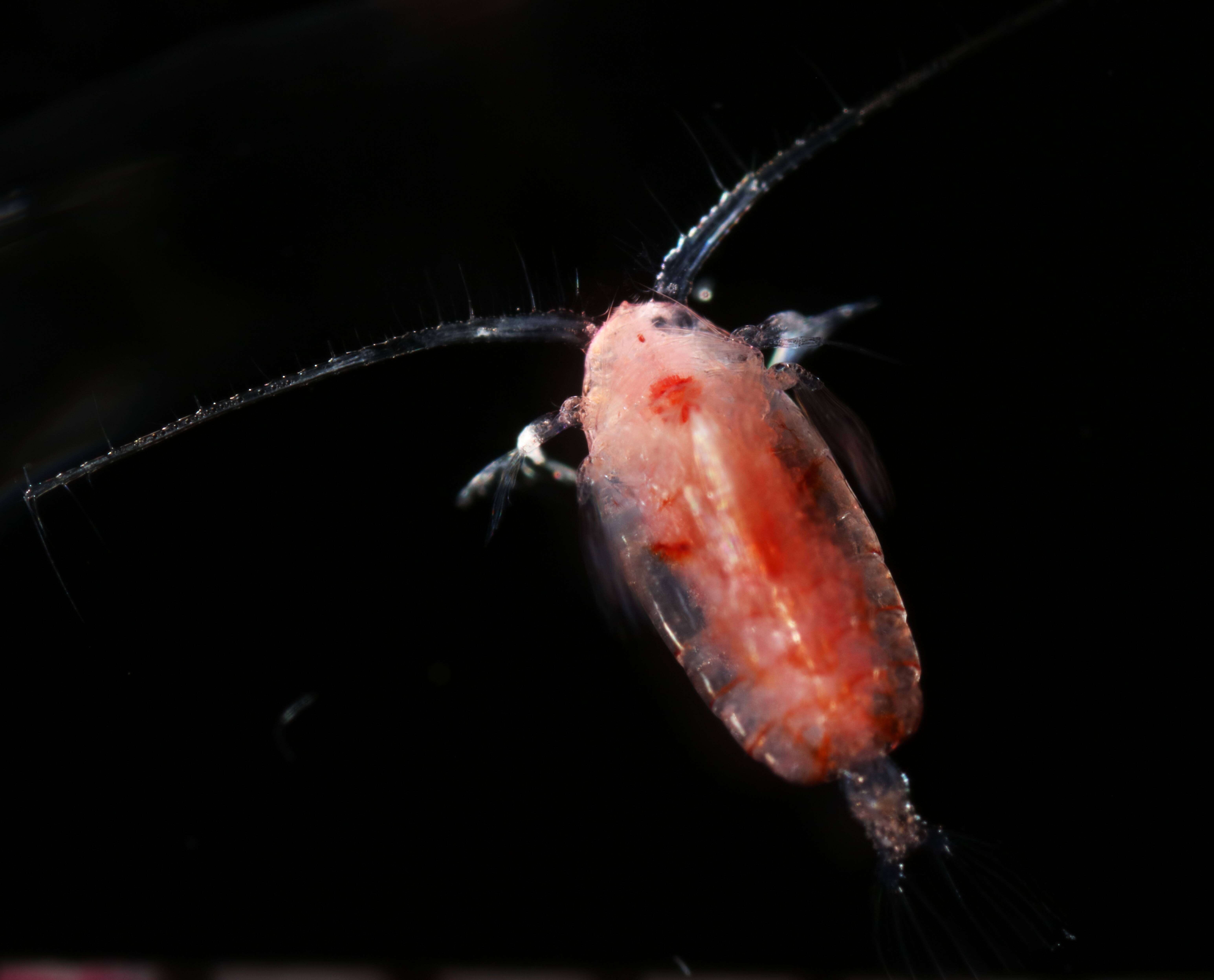 Image of Euchirella rostrata (Claus 1866)