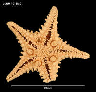 Image of Chitonaster felli (H. E. S. Clark 1971)