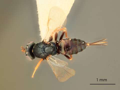 Image of Microdontomerus gordhi Grissell 2005