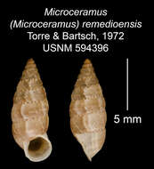 Imagem de Microceramus remedioensis C. Torre & Bartsch 2008