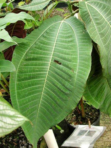 Miconia calvescens DC. resmi