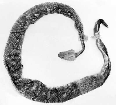 Image of Crotalus ornatus Hallowell 1854