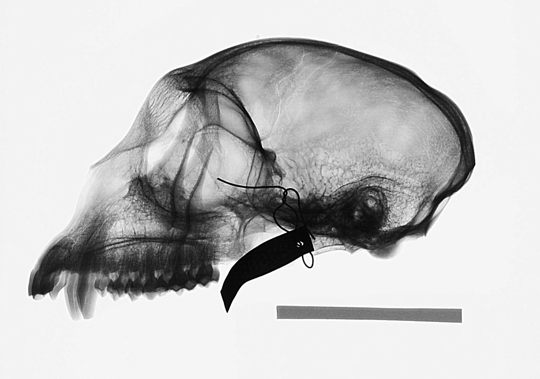 Image of Cercopithecus mitis stuhlmanni Matschie 1893