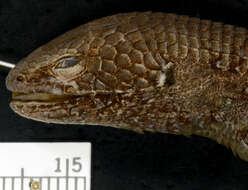 Image of Mount Orizaba Alligator Lizard