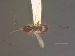 Image of Ecphylus hubbardi Rohwer 1913