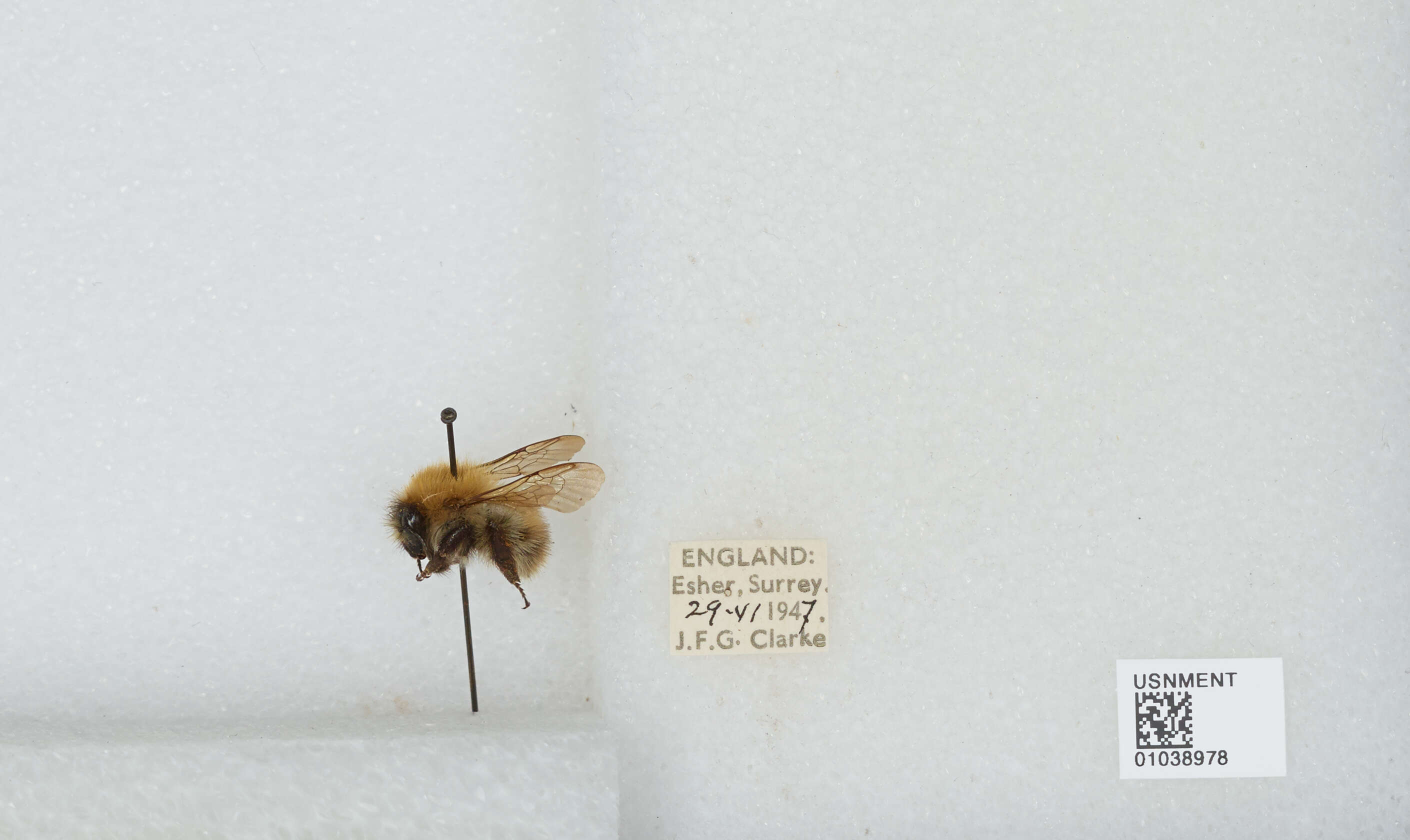 Image of Common carder bumblebee