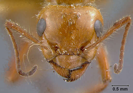 Image of Formica oreas comptula Wheeler 1913