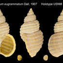 Image of Buccinum eugrammatum Dall 1907