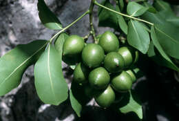 Image of Spanish lime