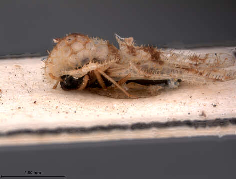 Image of Corythucha acculta Drake & Poor 1942