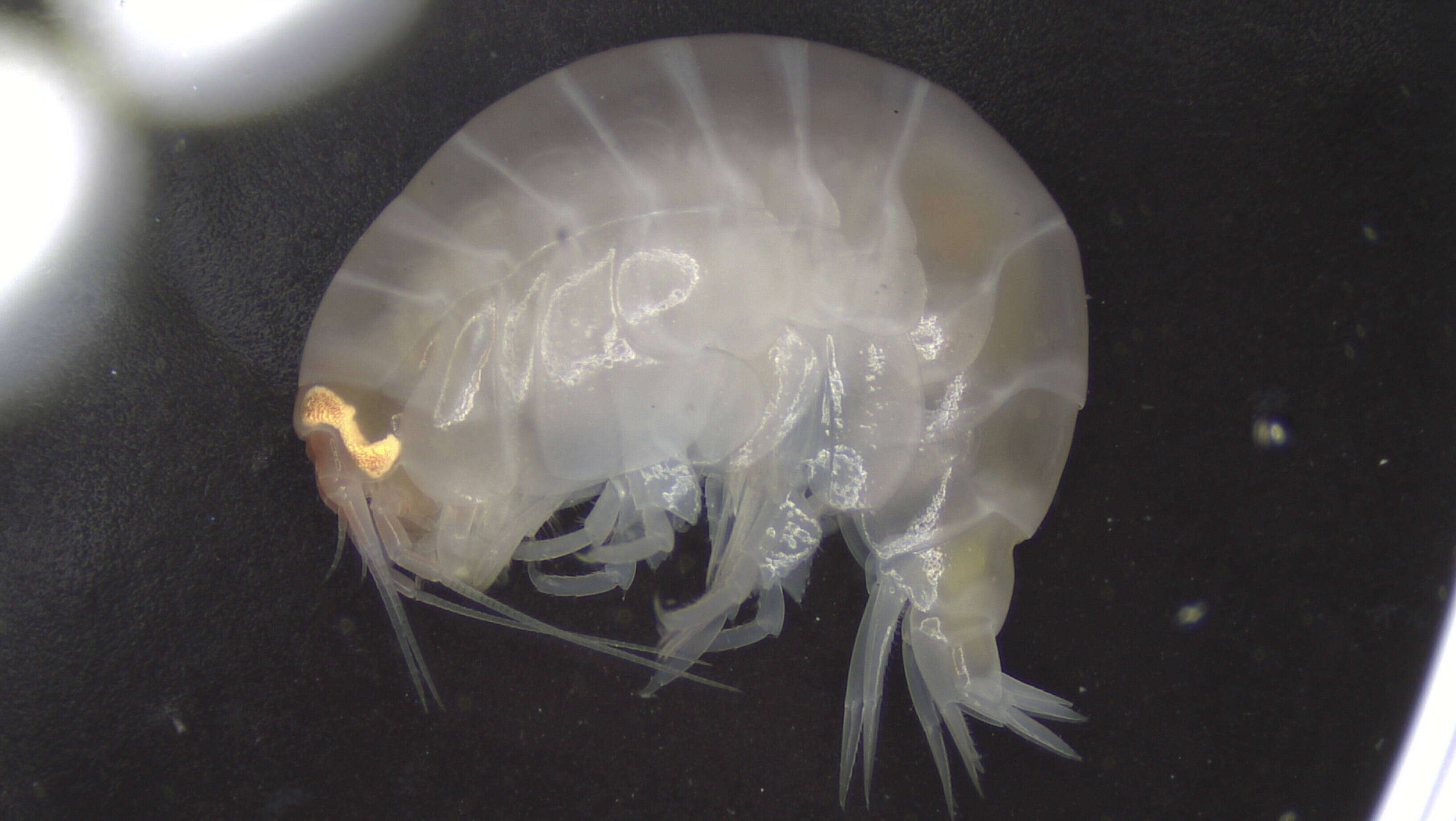 Image of Amphipoda