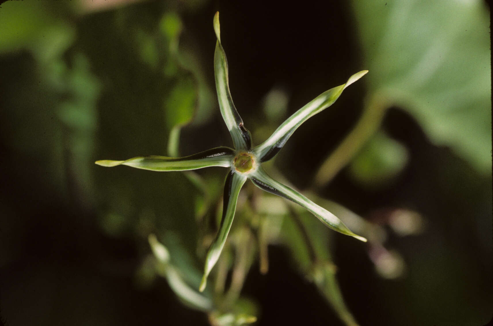 Image de Gonolobus cteniophorus (Blake) R. E. Woodson